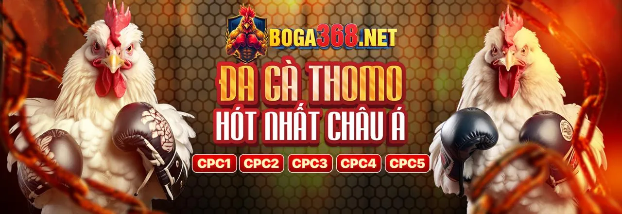 Sàn đấu gà tại đá gà 67 - trải nghiệm đá gà trực tiếp đỉnh cao